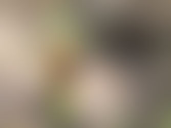 South Texas Plains: Texas State Parks Travel Guide