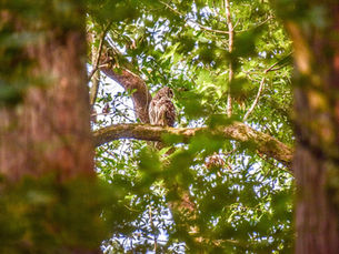 Congaree National Park Travel Guide : South Carolina