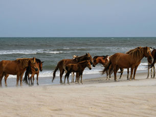 Assateague Island National Seashore