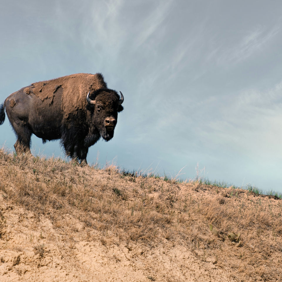 Theodore Roosevelt National Park Travel Guide