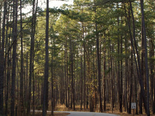 The Natural Treasures of Congaree National Park : South Carolina