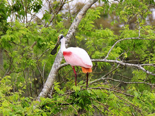 Gulf Coast: Texas State Parks Travel Guide