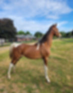 ChinoFoal-SaddlebredYearling