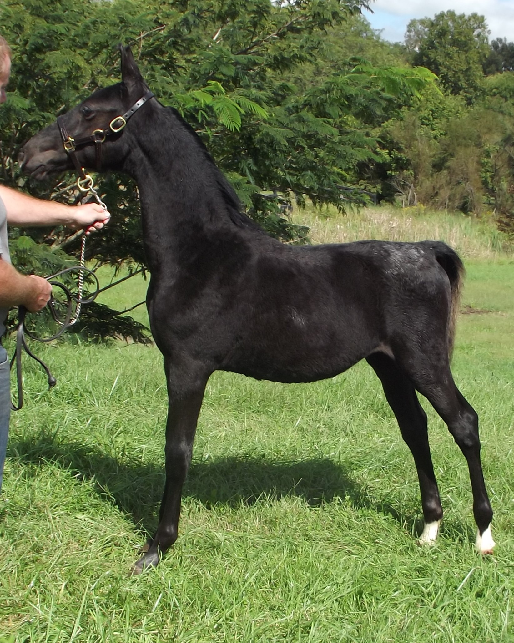 CHC Tritonhir