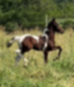 ChinoFoal-Saddlebred