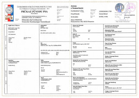 Rodokmen Arwen z Nemochovic