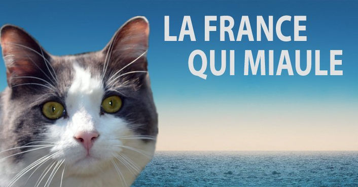 A quand un chat à l’Elysée ?