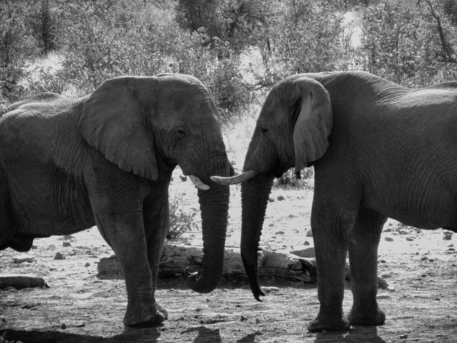 Elephant sex technique and Astrology