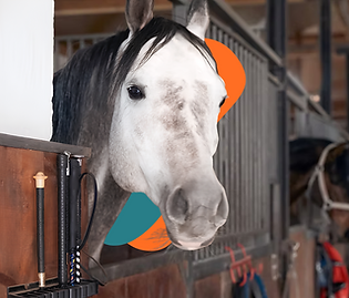 Horsebox Insurance