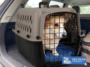A tricolor Pembroke Welsh Corgi dog, appearing alert and comfortable, is inside a secure two-tone grey and black plastic travel crate. The crate is secured with a blue plush mat and a top-loading handle, placed in the cargo area of a modern SUV.