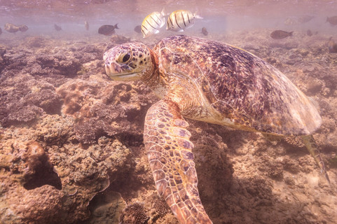 Sea turtle of Sri Lanka photographed underwater