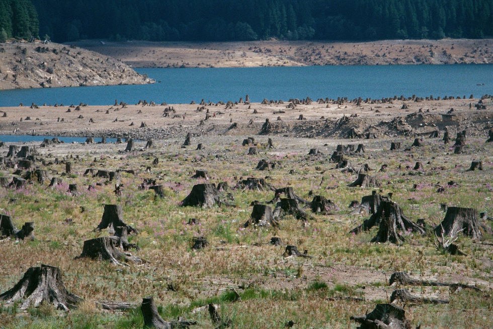 Detroit Lake at low water in 2001. The Corps' planned drawdown would take the reservoir to a level not seen since the dam was built more than 70 years ago, according to the City of Salem. Photo: Robert Ashworth / Wikimedia Commons, CC BY 2.0