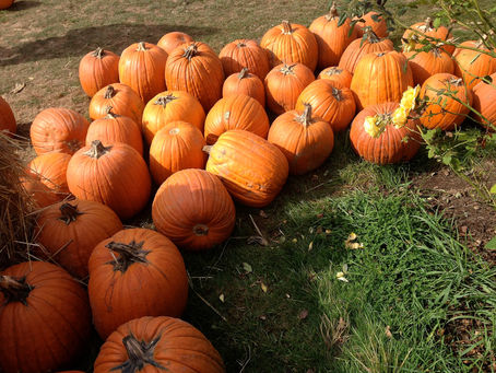 Pumpkins piled on the grass at a Portland-area pumpkin patch