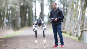 Cassie, a two-legged robot built at Oregon State University, walking on a forest path beside an engineer holding a controller