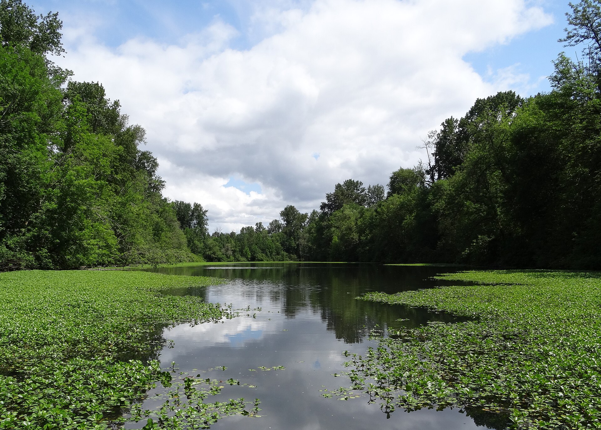 A still slough lined with leafy green trees and floating plants reflects a cloudy sky at Minto-Brown Island Park