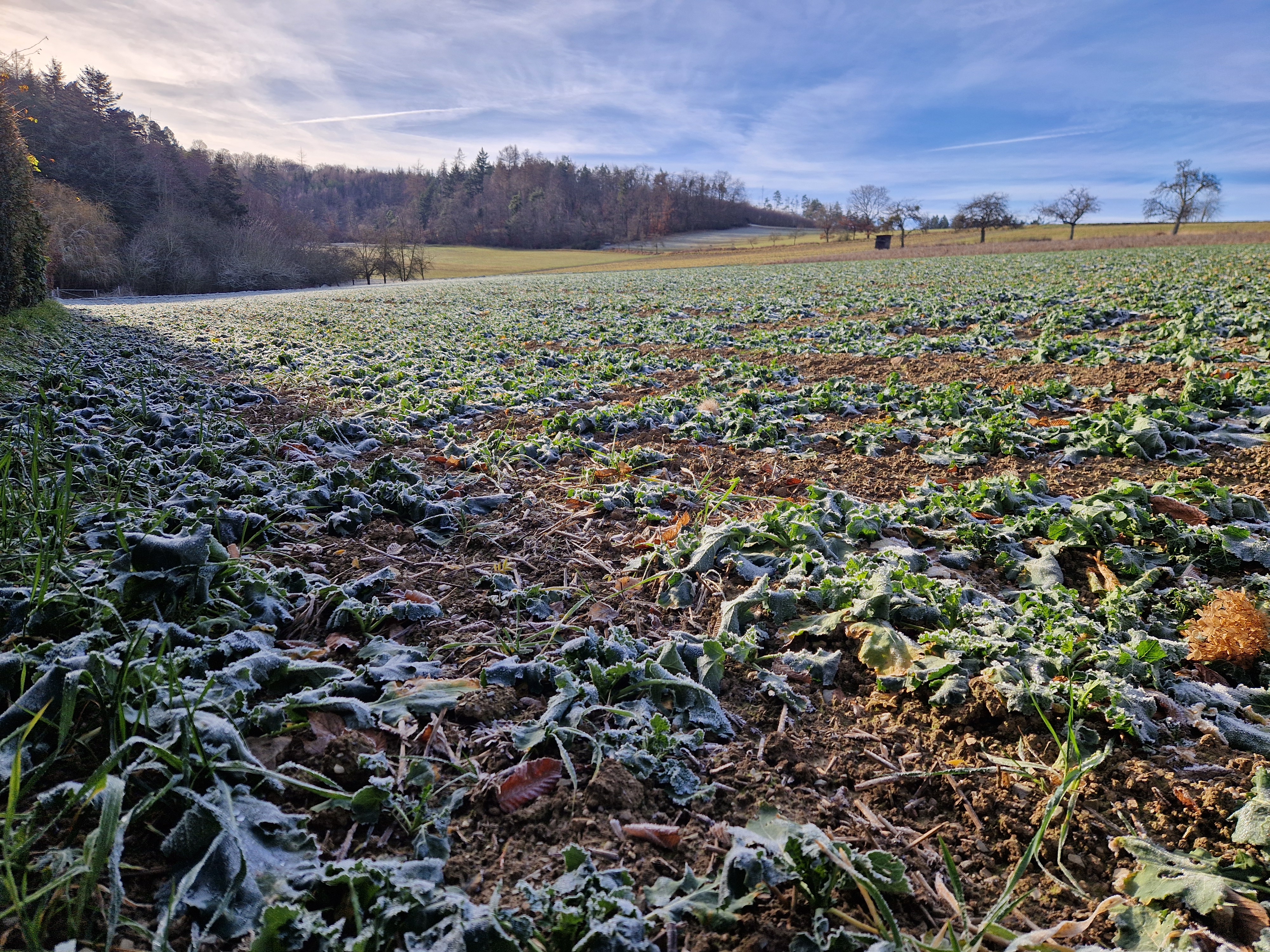 Frost on fallen leaves in a field