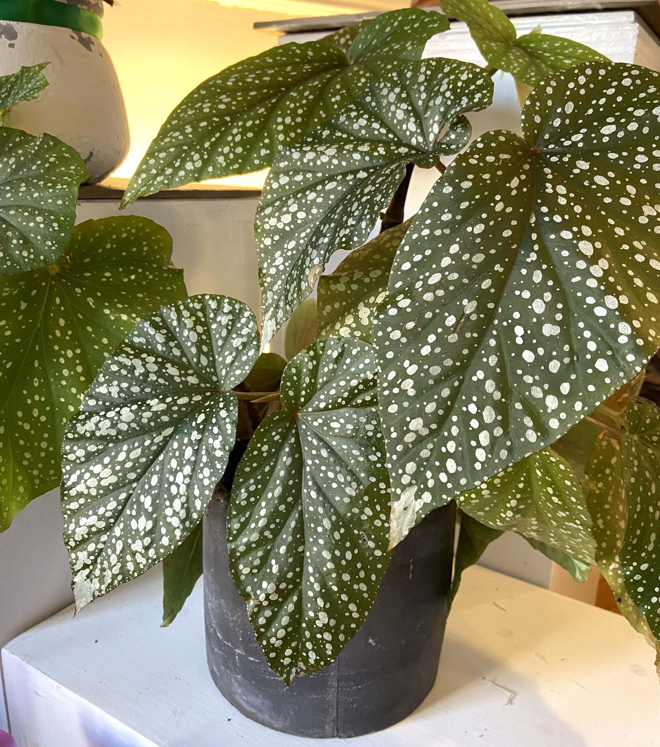 Angel Wing Begonia