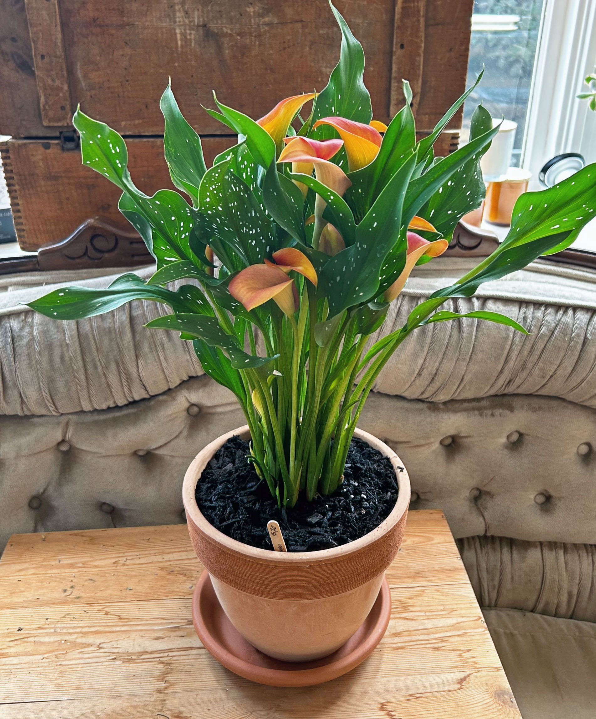 Potted Cala Lily
