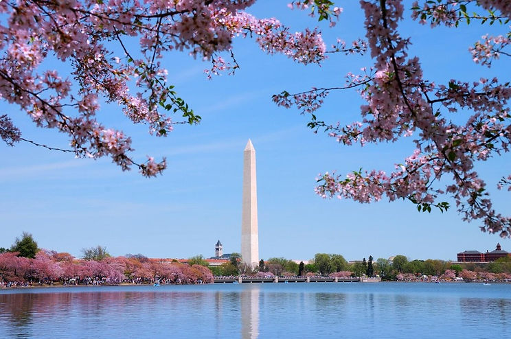 Cherry Blossom & Monument_2026.06.29.jpg