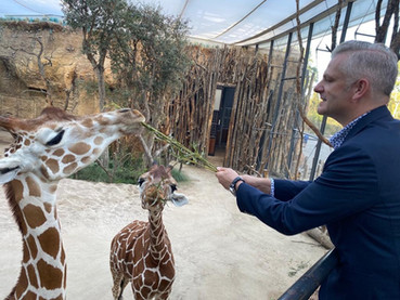 Salzgeber beim Füttern der Giraffen im Zoo Zürich