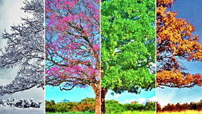 diferentes arboles en las diferentes temporadas