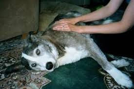TERAPIA REIKI PARA ANIMAIS
