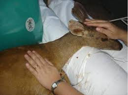 TERAPIA REIKI PARA ANIMAIS