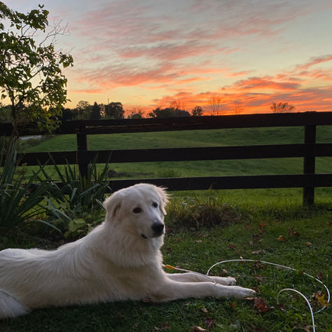 Experience Animal-Assisted Therapy at Thistle House Farm
