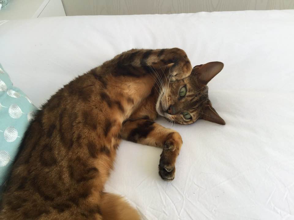 Tiger Lily - host cat at Aroha Tiny House accommodation - Peka Peka, Waikanae, Kapiti Coas