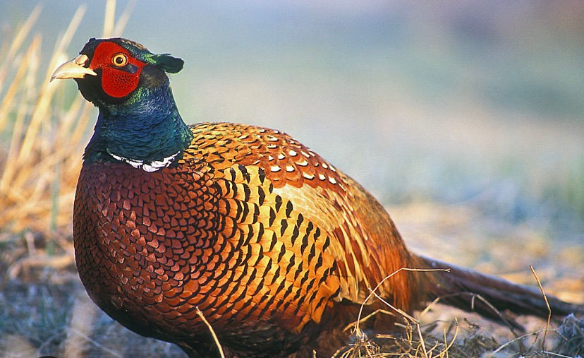 Thumbnail: Plumes of Pheasant ~ Hand Painted Pure Silk Scarf ~ One Of A Kind