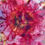 Thumbnail: Perfect Pink Peonies Hand Painted Pure Silk Scarf ~ One Of A Kind