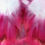 Thumbnail: Perfect in Pink Hand Painted Pure Silk Scarf ~ One Of A Kind