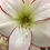 Thumbnail: Graceful Amaryllis Hand Painted Pure Silk Scarf ~ One Of A Kind