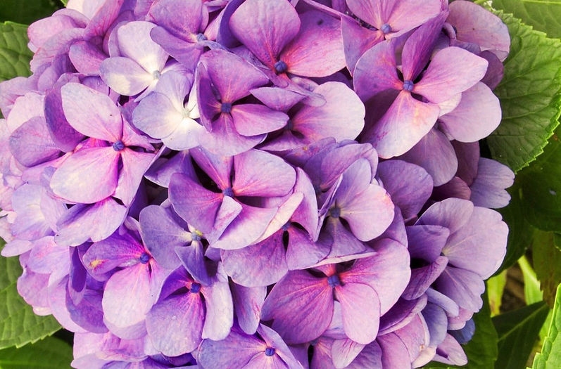 Botanically Inspired silk scarves