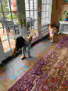Run to a shape gross motor math game
