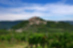 The hilltop village of Motovun and a vineyard in the foreground