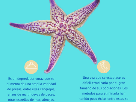 Estrella de Mar Japonesa