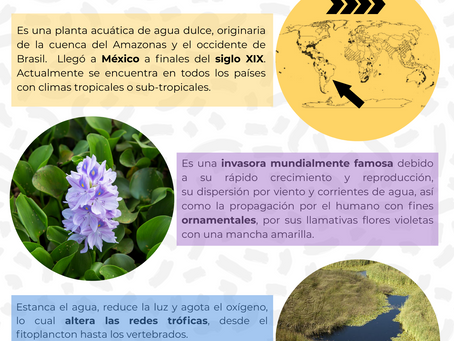 Lirio acuático: invasora estelar