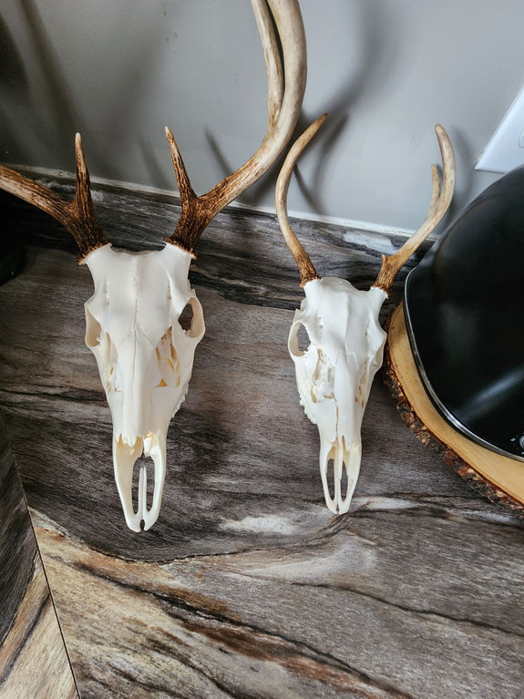 skull4.jpg