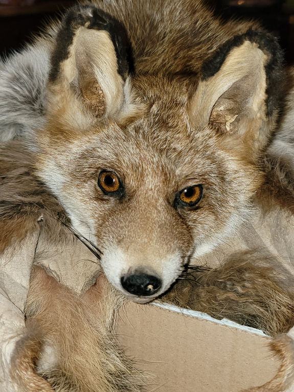 fox1.jpg