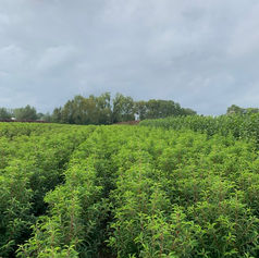 Boomkwekerij Bauwens Bv