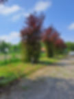 bomen snoeien na