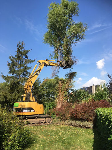 Bomen toppen