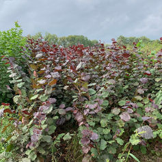 Boomkwekerij Bauwens Bv
