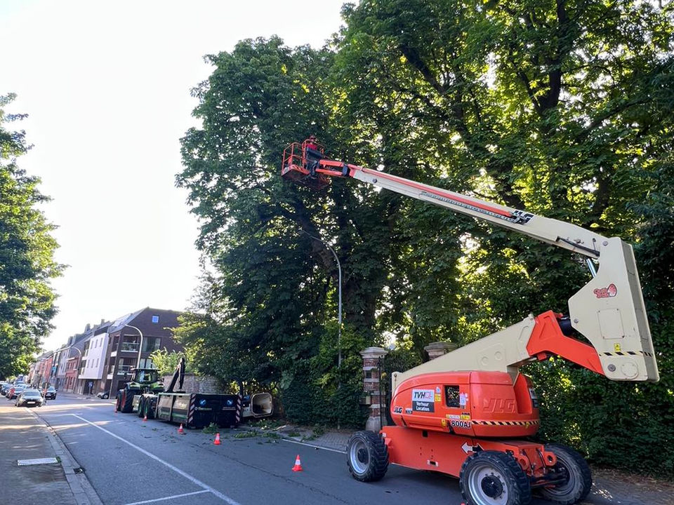 Tree Monkeys Boomverzorging