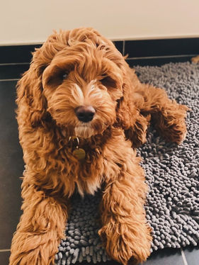 La Maison Des Doodles Australian Labradoodles