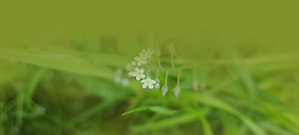 Belovodia