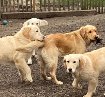 Onze Golden Retrievers speels maar heel erg lief