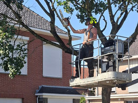 Bosbouw Gunter De Bruyn