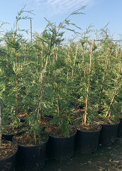 Boomkwekerij Bauwens Bv